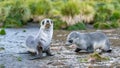 Young Antarctic fur seal baby (Arctocephalus gazella) in South Georgia in its natural environment Royalty Free Stock Photo