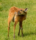 Young antelope calf licking its back Royalty Free Stock Photo