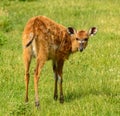 Young antelope calf looking back