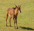 Young antelope calf standing on grass plain