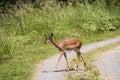 Young Antelope Crossing Pathway in Game Reserve