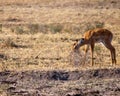 Young antelope eating bush