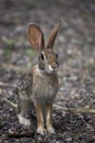 Young Antelope Jackrabbit Wild Bunny Looking at Camera Close Up Royalty Free Stock Photo