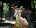 Young antelope stands in a sun-dappled meadow surrounded by trees