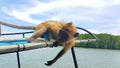 Ape catching fruits on a boat