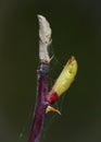 Young aphids leave chitin on a budding leaf in early spring. The birth of a new life