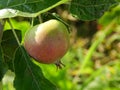 Young apple on a branch