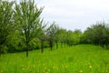 Young apple orchard