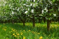 Young apple orchard Royalty Free Stock Photo