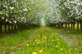 Young apple orchard Royalty Free Stock Photo