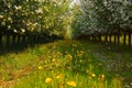 Young apple orchard Royalty Free Stock Photo