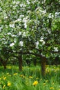 Young apple orchard