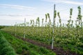 Young Apple orchard with drip irrigation system for trees Royalty Free Stock Photo