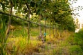 Young Apple orchard with drip irrigation system for trees Royalty Free Stock Photo