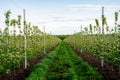 Young Apple orchard with drip irrigation system for trees Royalty Free Stock Photo