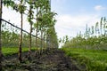 Young Apple orchard with drip irrigation system for trees Royalty Free Stock Photo