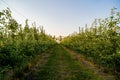 Young Apple orchard with drip irrigation system for trees Royalty Free Stock Photo