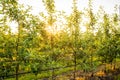 Young Apple orchard with drip irrigation system for trees Royalty Free Stock Photo