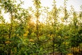 Young Apple orchard with drip irrigation system for trees Royalty Free Stock Photo