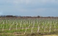 Young apple orchard. Growing and Caring for orchard of apple trees