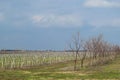 Young apple orchard. Growing and Caring for orchard of apple trees