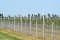 Young apple orchard Royalty Free Stock Photo