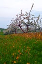 Young apple orchard