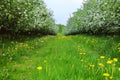 Young apple orchard Royalty Free Stock Photo