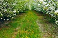 Young apple orchard Royalty Free Stock Photo