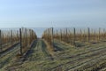 a young apple orchard where trees are planted in rows Royalty Free Stock Photo