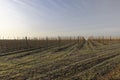 a young apple orchard where trees are planted in rows Royalty Free Stock Photo