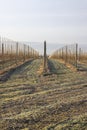 a young apple orchard where trees are planted in rows Royalty Free Stock Photo