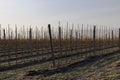 a young apple orchard where trees are planted in rows Royalty Free Stock Photo