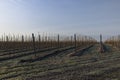 a young apple orchard where trees are planted in rows Royalty Free Stock Photo