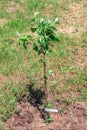 Young apple seedling in the field. Growing and caring for fruit trees in the garden Royalty Free Stock Photo