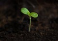 Young Apple seedling in soil Royalty Free Stock Photo