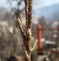 Young apple seedling Royalty Free Stock Photo