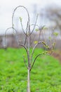 Young apple tree