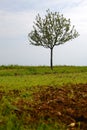 Young apple tree Royalty Free Stock Photo