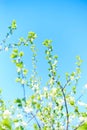A young Apple tree against the blue sky. Royalty Free Stock Photo