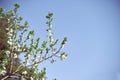A young Apple tree against the blue sky. Royalty Free Stock Photo