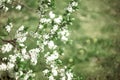 A young Apple tree against the green grass. Royalty Free Stock Photo