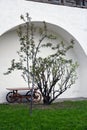 Young apple tree blooming and green grass foreground. White wall background.