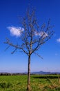 Young apple tree with blossom buds in spring Royalty Free Stock Photo