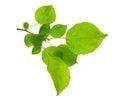 Young apple tree branch Royalty Free Stock Photo