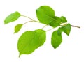 Young apple tree branch Royalty Free Stock Photo