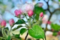 Young apple-tree flowers in the spring garden