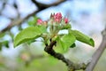 Young apple-tree flowers in the spring garden