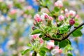 Young apple-tree flowers in the spring garden