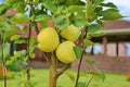 Young apple-tree in the garden